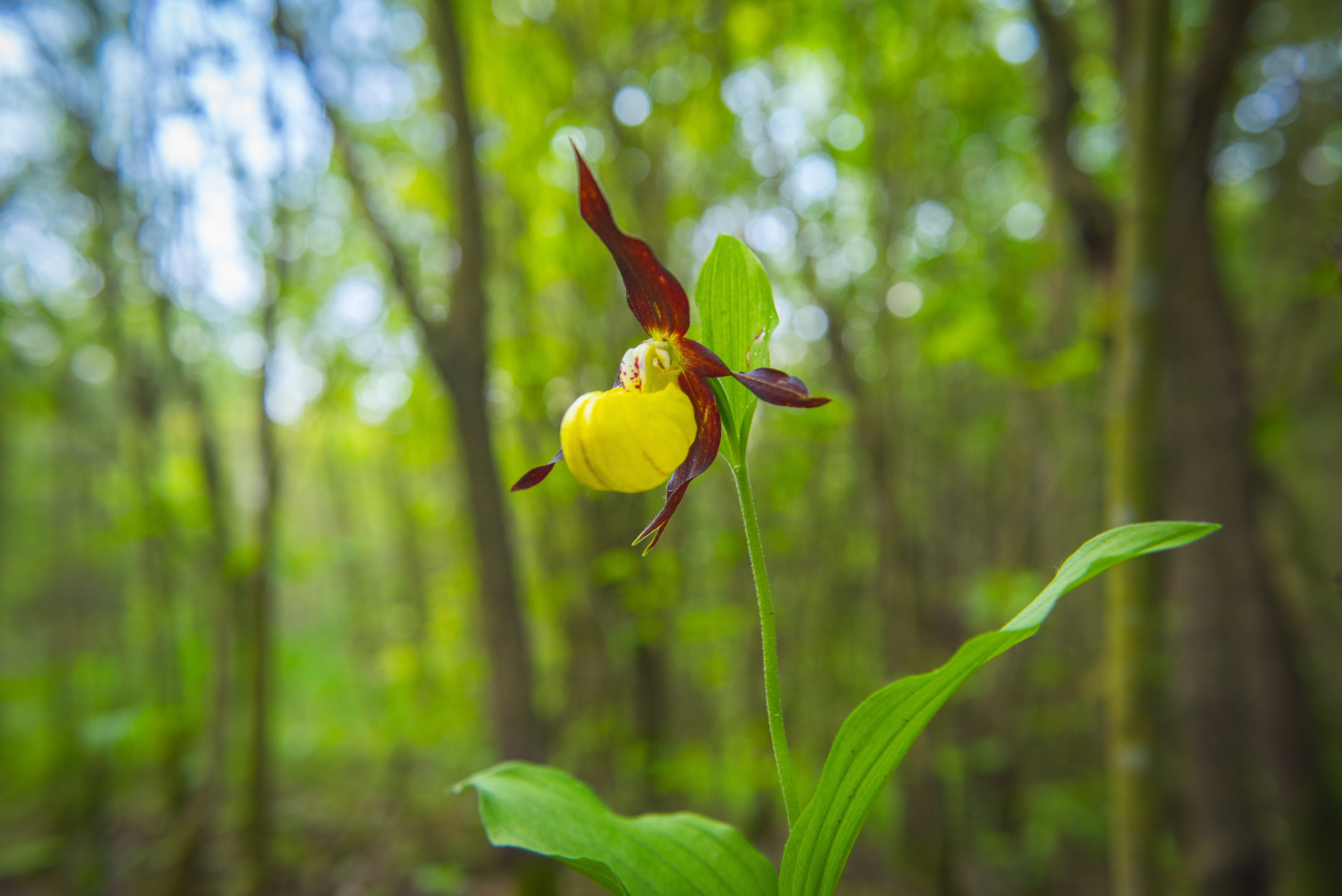Obuwik pospolity na terenie rezerwatu "Borowa Góra"