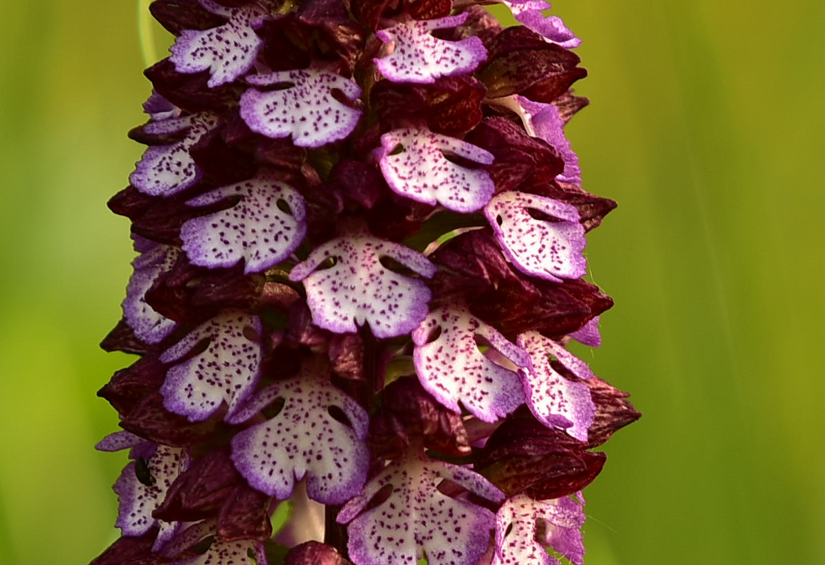 warżki kwiatu Orchis purpurea