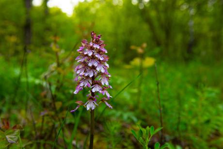 Nowy rezerwat w naszym nadleśnictwie!