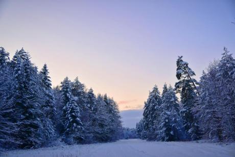 Zima w tomaszowskich lasach